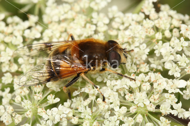 Snuitbijvlieg (Eristalis jugorum)