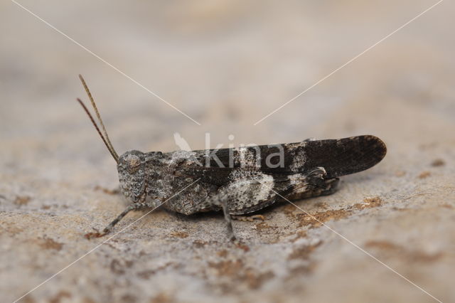 Roodvleugelsprinkhaan (Oedipoda germanica)