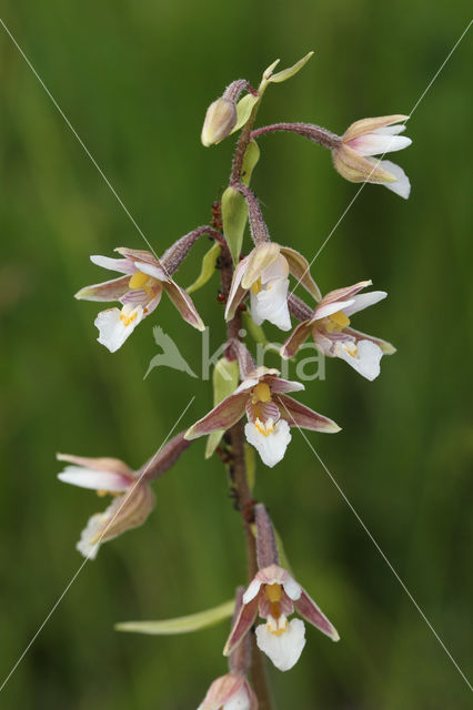 Moeraswespenorchis (Epipactis palustris)