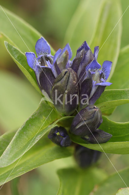 Kruisbladgentiaan (Gentiana cruciata)