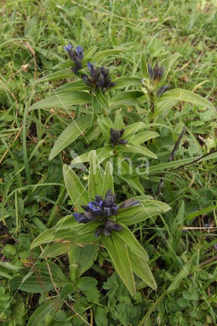 Kruisbladgentiaan (Gentiana cruciata)