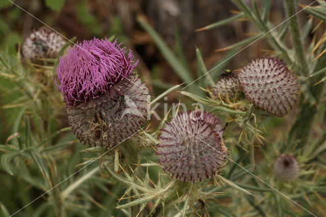 Wollige distel