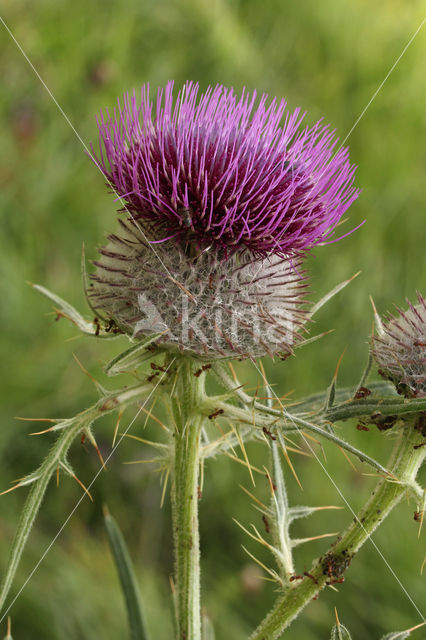 Wollige distel