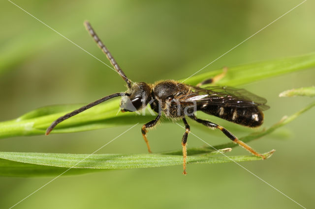 Slanke groefbij (Lasioglossum fulvicorne)