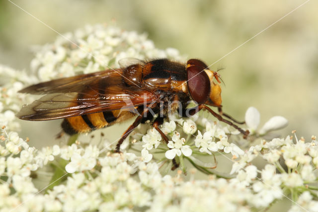 Wespreus (Volucella inanis)