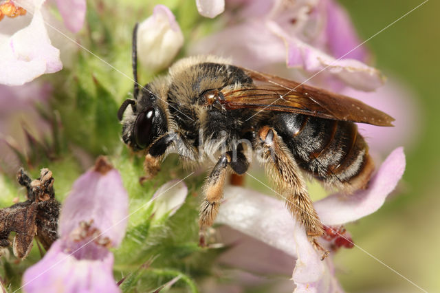 Gewone langhoornbij (Eucera longicornis)