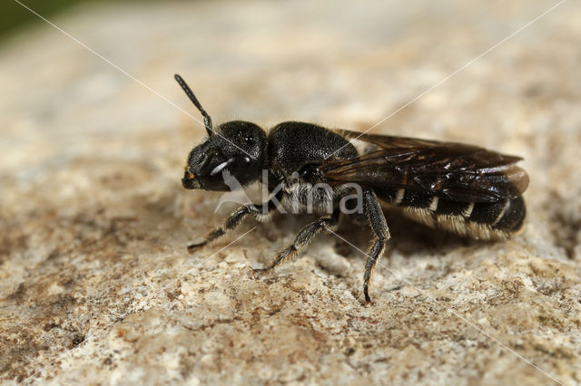 Grote klokjesbij (Chelostoma rapunculi)