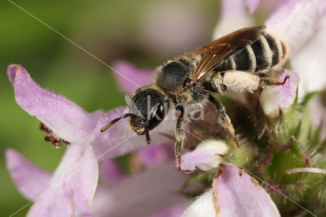 Slurfbij (Rophites quinquespinosus)