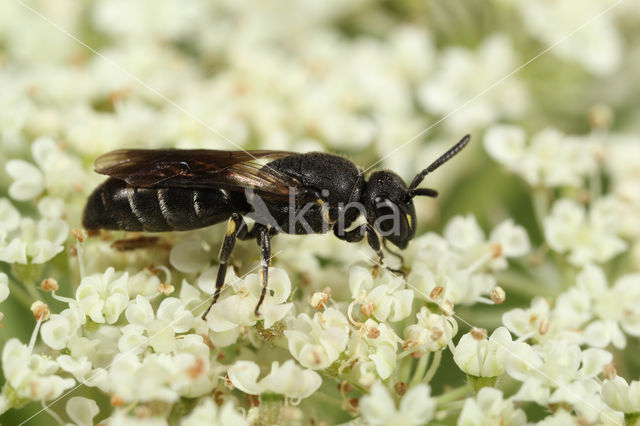 Boemerangmaskerbij (Hylaeus difformis)