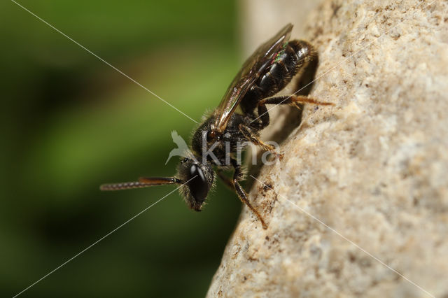 Biggenkruidgroefbij (Lasioglossum villosulum)