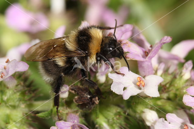 Small garden bumblebee (Bombus hortorum)