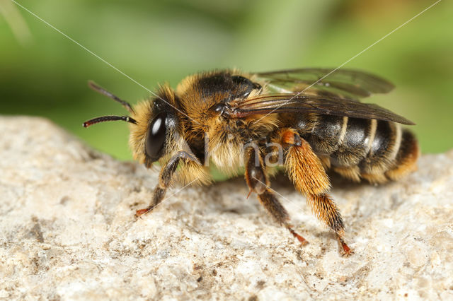 Klokjesdikpoot (Melitta haemorrhoidalis)