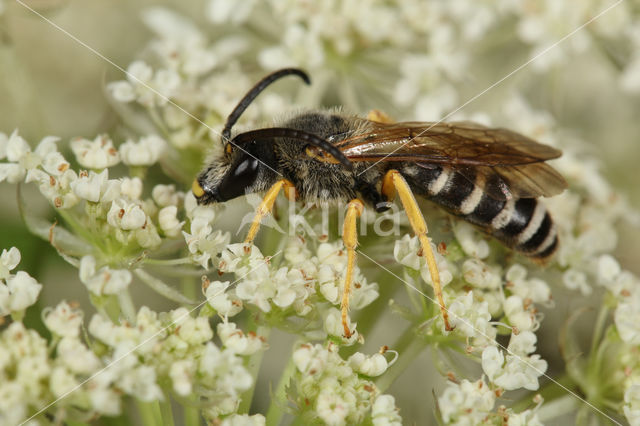 Breedbandgroefbij (Halictus scabiosae)