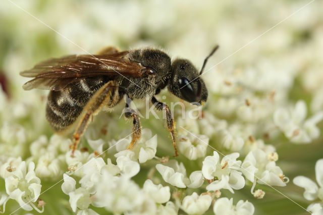 Parkbronsgroefbij (Halictus tumulorum)