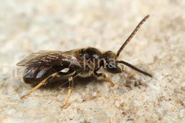 Kleigroefbij (Lasioglossum pauxillum)