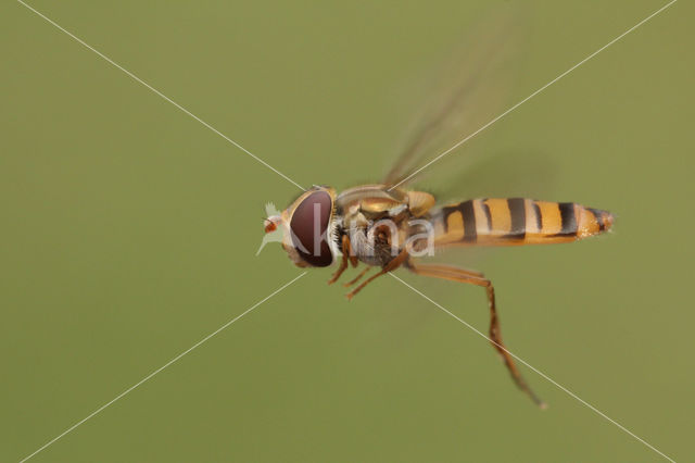 Marmelade Fly (Episyrphus balteatus)