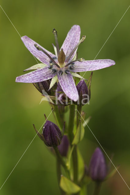 felwort (Swertia perennis)