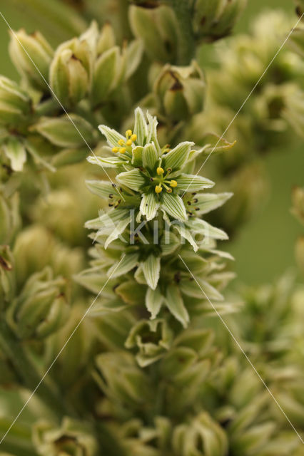 Witte nieswortel (Veratrum album)