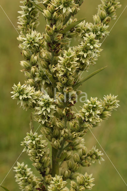 Witte nieswortel (Veratrum album)