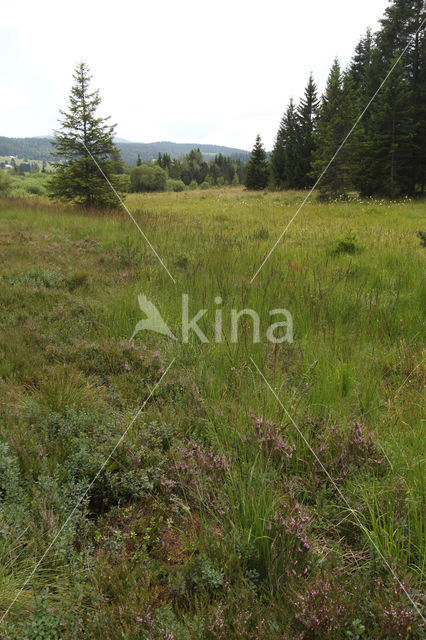 meadow