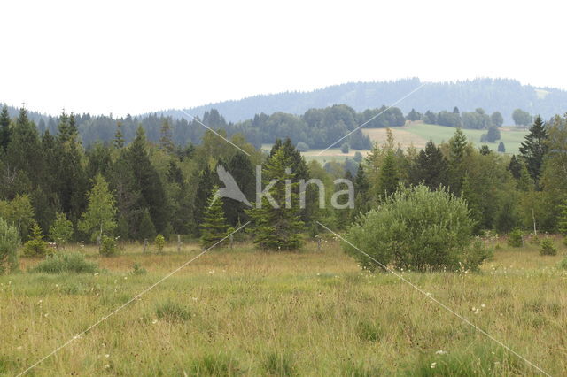 meadow