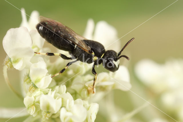 Gestippelde maskerbij (Hylaeus clypearis)