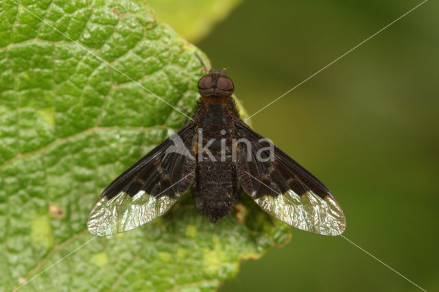 Hemipenthes morio