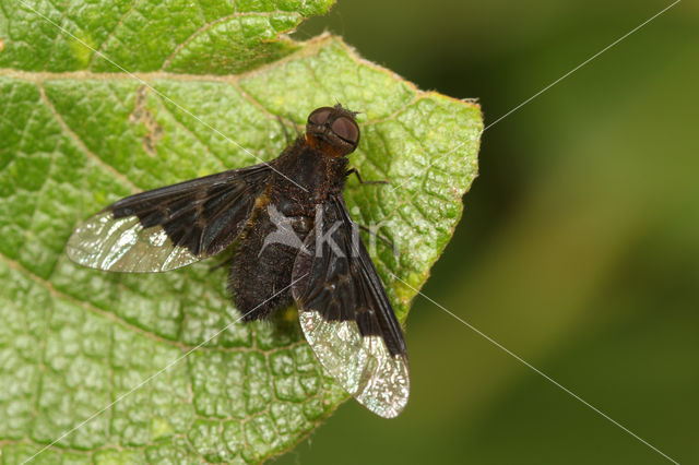 Hemipenthes morio