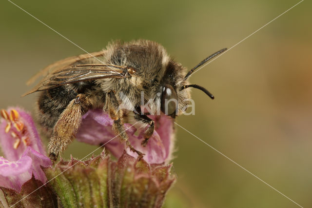 Anthophora quadrimaculata