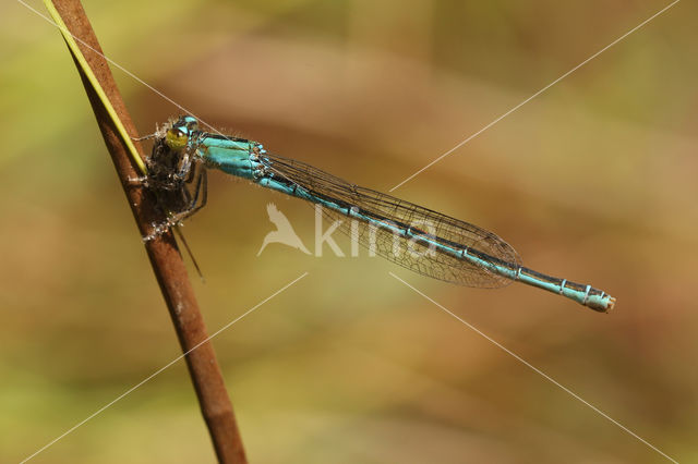 Scarce Blue-tailed Damselfly (Ischnura pumilio)