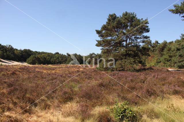 Natuurpark De Maashorst