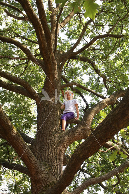 Zomereik (Quercus robur)