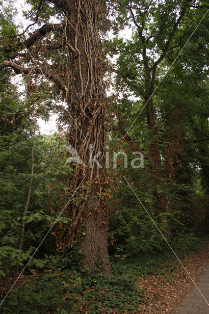 Common ivy (Hedera helix)