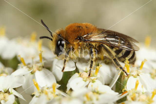 Zuidelijke zijdebij (Colletes similis)