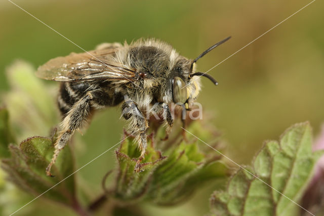 Anthophora quadrimaculata