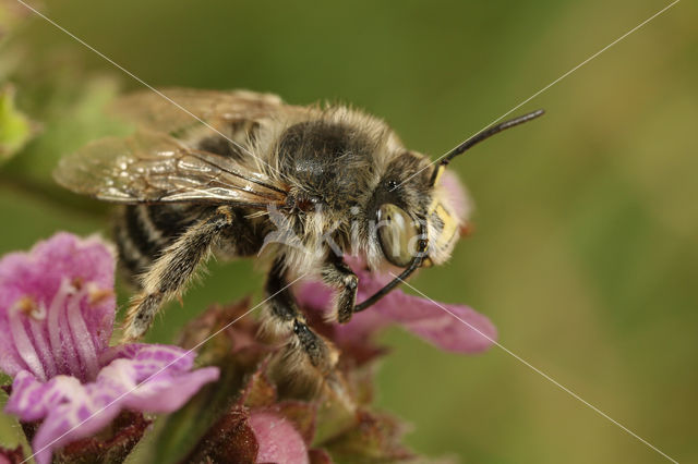 Nepetabij (Anthophora quadrimaculata)