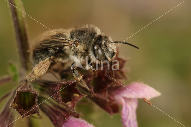 Anthophora quadrimaculata