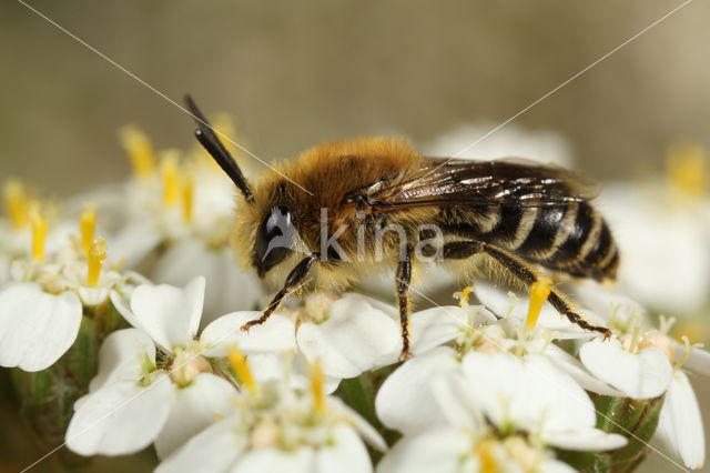 Wormkruidbij (Colletes daviesanus)