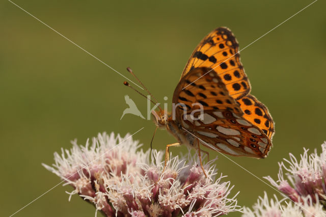 Queen of Spain Fritillary (Issoria lathonia)