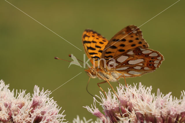 Queen of Spain Fritillary (Issoria lathonia)