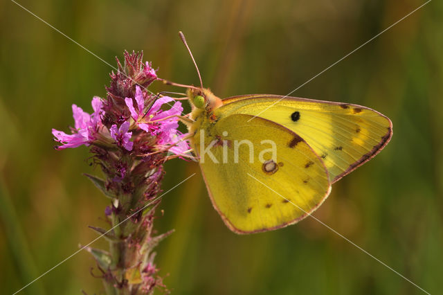 Gele luzernevlinder (Colias hyale)