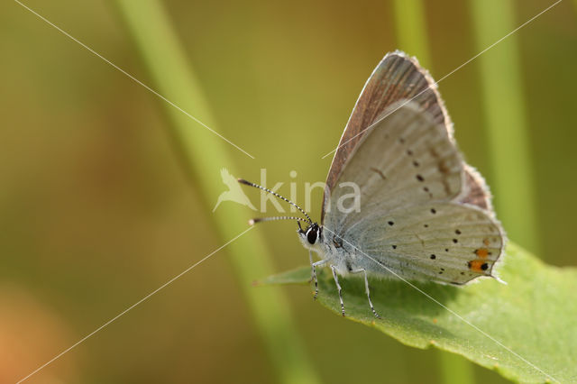 Short-tailed Blue (Cupido argiades)