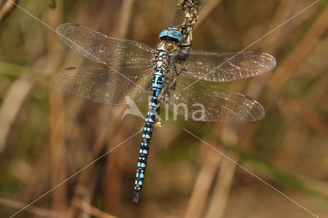 Zuidelijke glazenmaker (Aeshna affinis)