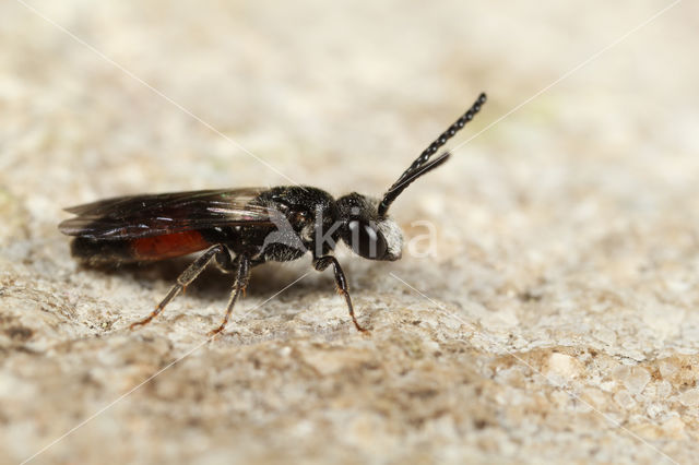 Pantserbloedbij (Sphecodes gibbus)