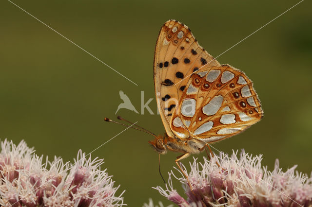 Queen of Spain Fritillary (Issoria lathonia)