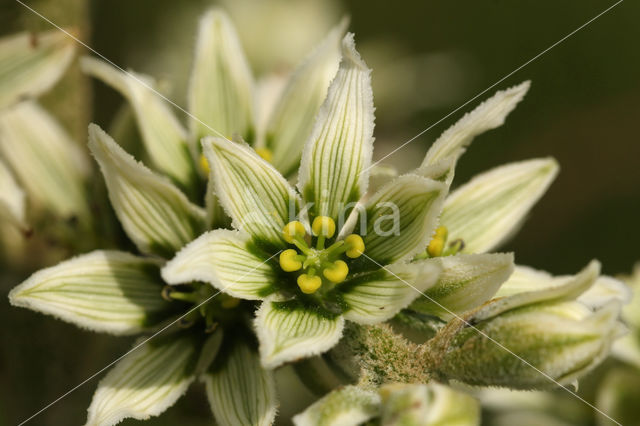 Witte nieswortel (Veratrum album)