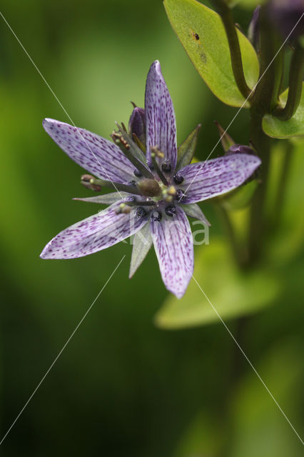 felwort (Swertia perennis)