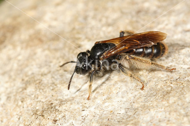 Knautiabij (Andrena hattorfiana)