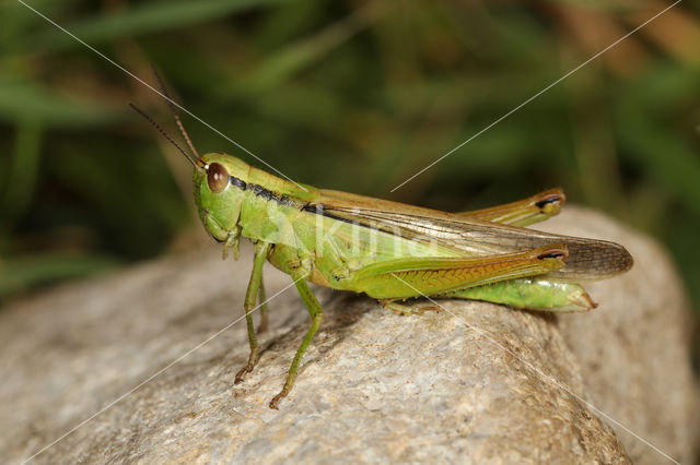 Mecostethus parapleurus