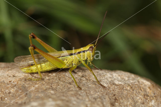 Mecostethus parapleurus